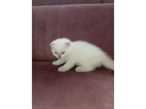 Sevimli scottish fold yavru kedicikler