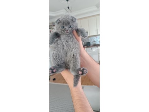 Safkan scottish fold yavrularımız