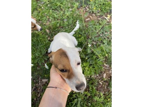 Korsan 8 aylık dişi jack russell