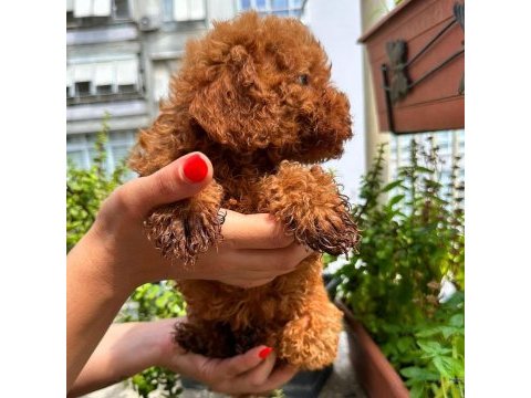 Ankara nın en güzel toy poodle yavruları