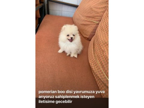 Pomeranian boo dişi kedimiz