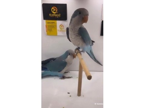 Yavru monk papağanlarımız gönderim mevcut