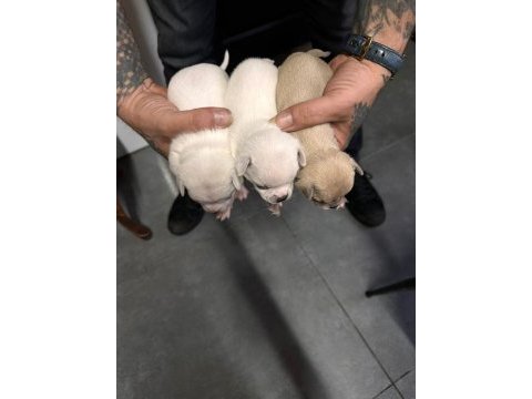 Orjinal chihuahua yavrular