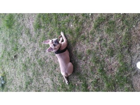 French bulldog sağlık sebeplerinden