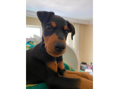 Aşıları yapılmış doberman