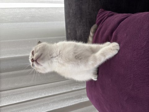 Pamuk gibi scottish fold