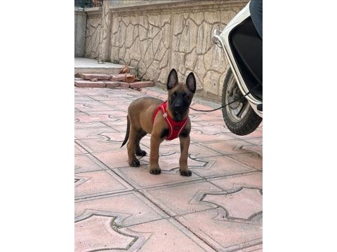 Üst düzey erkek belçika malinois yavrumuz
