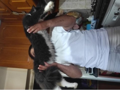 Harika bi yavru xxl iri cana yakın maine coon