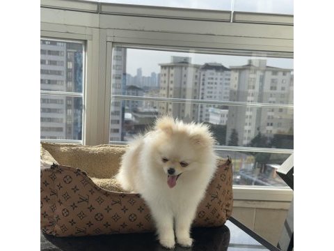 Pomeranian orjinal dışı yavru