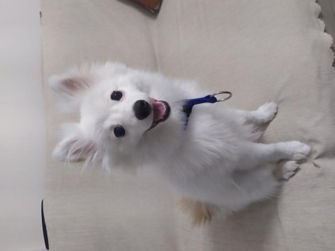 Pomeranian tilki surat