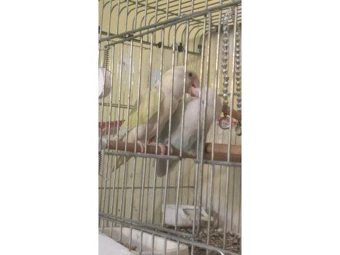 Albinolu sevda papağanı takım