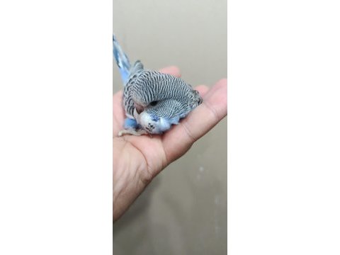 Jumbo erkek muhabbet kuşu bebek