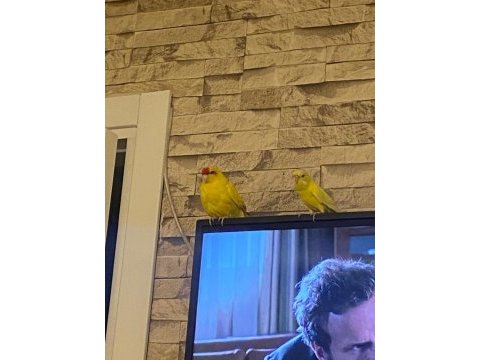 Kakariki papağanı papağanı