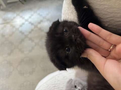 Scottish fold son yavru