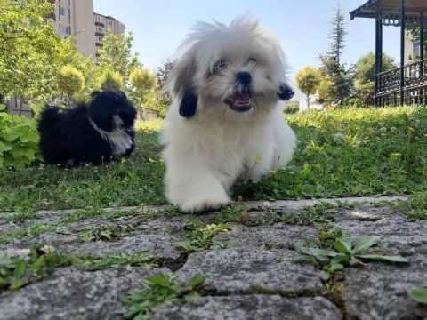 4 aylık dişi şitsu telefon ile iletişim