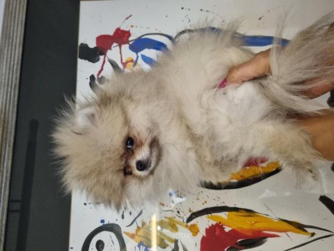 Pomeranian dişi tea cup