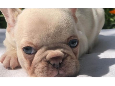 Ankara exotic french bulldog