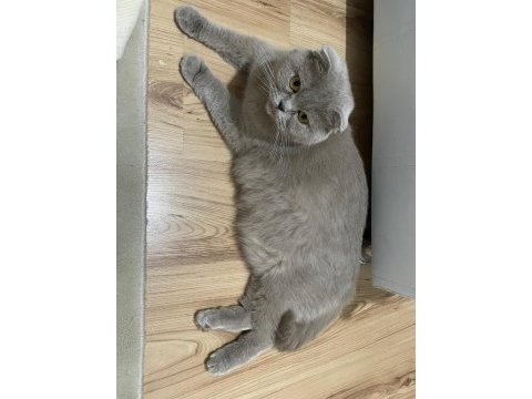 45 günlük sevimli scottish fold yavrular