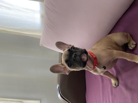 Yavru french bulldog