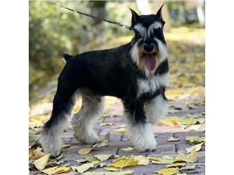 Fcı şecereli miniature schnauzer'ler