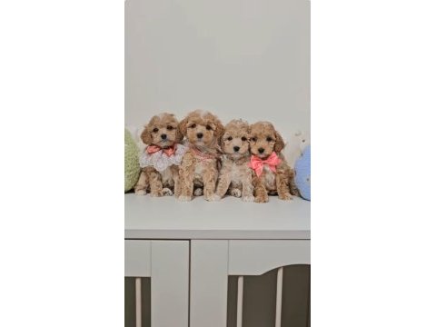 Eşsiz maltipoo sevimli yavrular