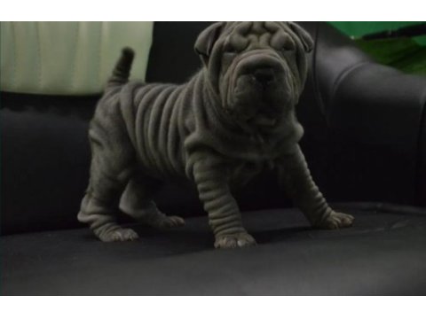 Shar pei ırkının en iyi temsilcileri