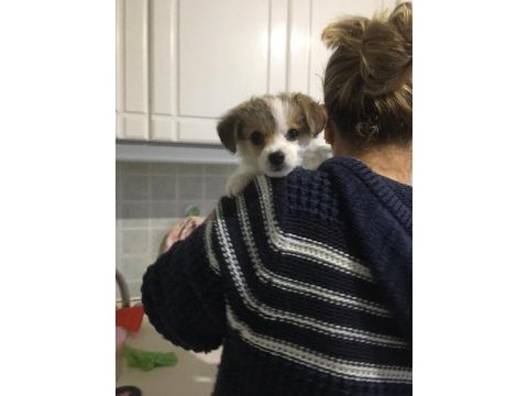 Yavru morkie