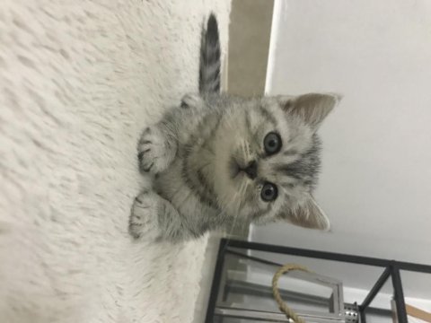 Sevimli british shorthair kedimiz