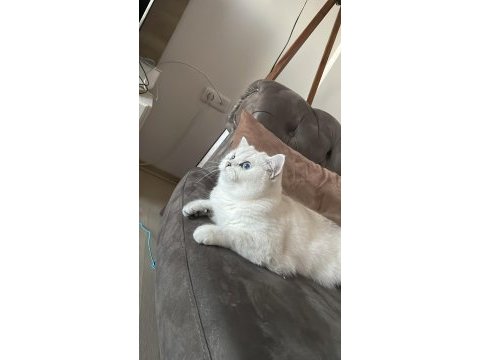 Kedimiz alice ailesini arıyor