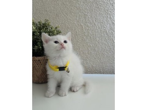 British shorthair pamuk beyazı yavrular