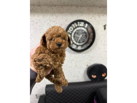 Muhteşem güzellikte orijinal toy poodle yavruları