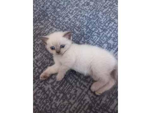Sadece blue point kediler