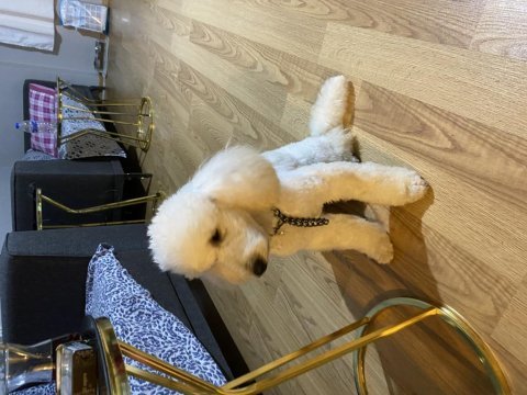 Orjinal toy poodle safkan şecereli