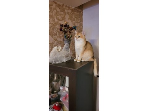 Golden british shorthair
