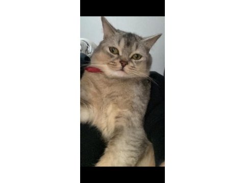 British shorthair bebeğimize dişi arıyoruz