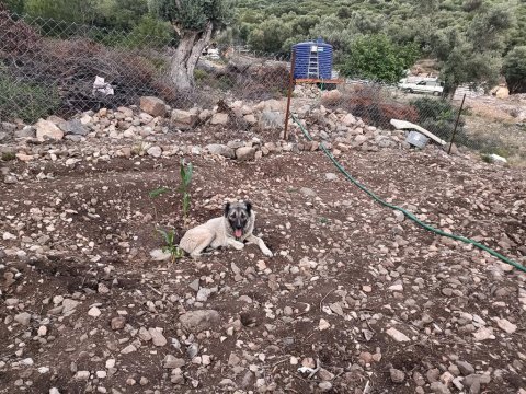 Uluslararası kimliği olan 3 yaşındaki dişi kangal