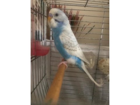 Muhabbet kuşu 3 aylık