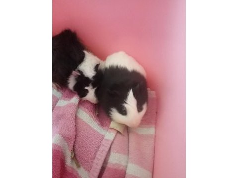 2 adet erkek guinea pig