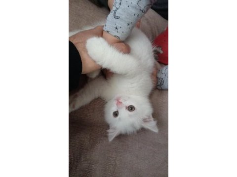 Yavru british longhair