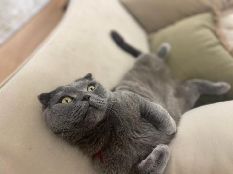 2 yaşında scottish fold
