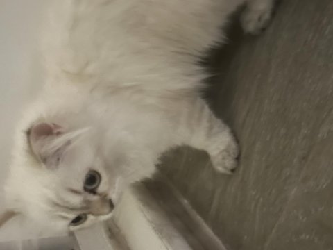 British longhair kedimizi sahiplendirmek