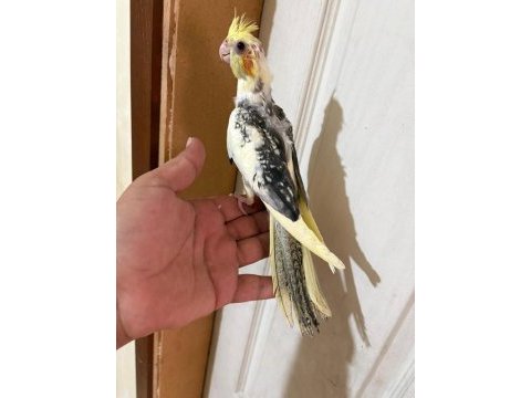 52 günlük harika bebek sultan