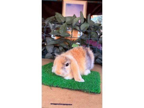 Hollanda lop ve cüce tavşan yavruları