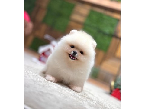 Orjinal ayıcık suratlı pomeranian boo teddy