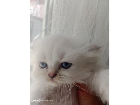 İran kedisi sahibimi arıyorum