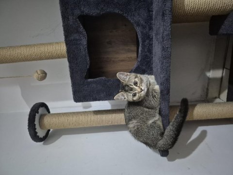 British shorthair tiger desen