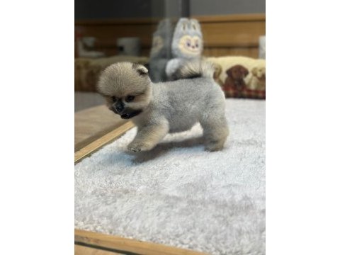 Pomeranian boo orange dişi yavrumuz yeni ailesini aramakta