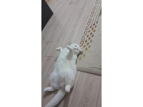 Kedimiz köpük için aile arıyoruz
