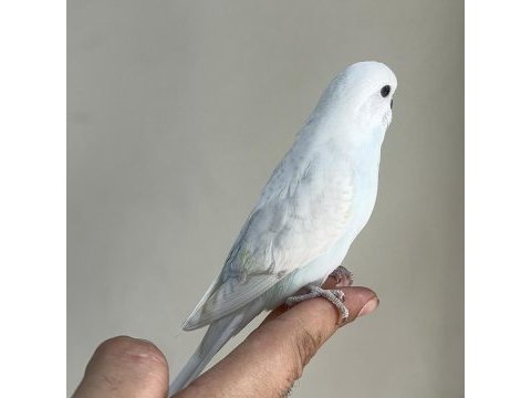 Bebek muhabbet kuşu yeni yeme düşmüş