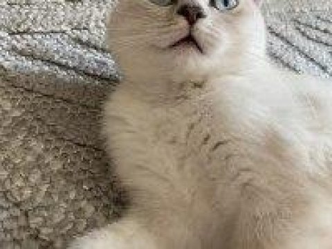 Silver scottish fold